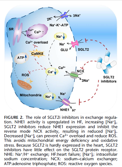 Mecanismo de acción inhibidores SGLT2 ✅Intercambio de iones: Na, Ca, H, K ✅Regresión de remodelación cardiaca ✅Utilización de fuentes de ATP Normal: ácidos grasos➡️ disease: glucosa➡️ SGLT2i: cuerpos cetónicos DOI: 10.1097/FJC.0000000000001380 #SGLT2i #dapaglifozina