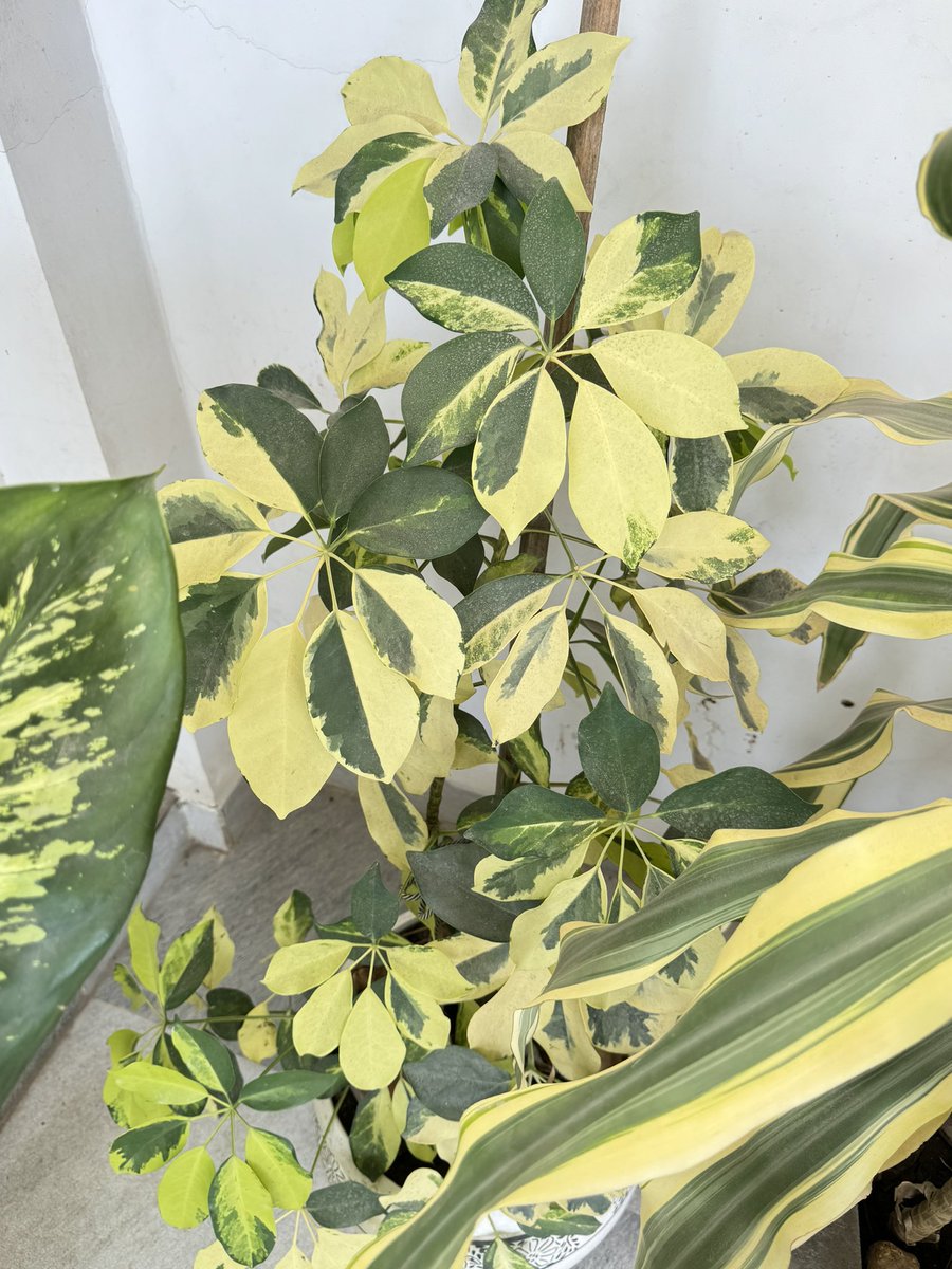 ansul_rathod's tweet image. Another morning, another morning run conquered! 
Feeling the burn and the satisfaction of pushing myself further. Bring on the day! 💪🏃‍♂️ #MorningRun #TempoRun #FitnessGoals