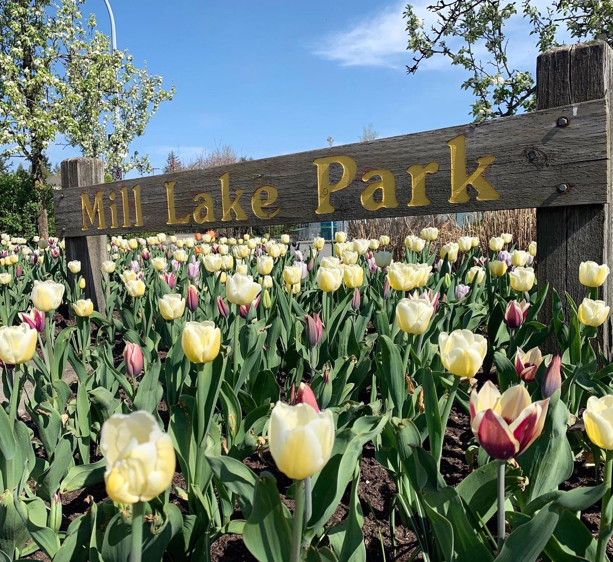 Mill Lake Park is a beautiful and diverse green space nestled in the heart of Abbotsford.🌷

The City of Abbotsford is a past recipient of the ‘5 Bloom Community’ award, and a current ‘Friend’ of the BC Communities in Bloom Program.

#exploreAbbotsford #exploreBC #GardensBC