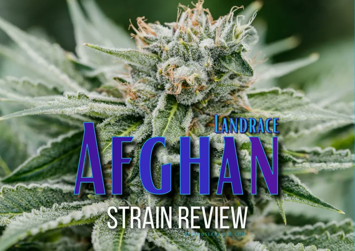 getbudslegaliz's tweet image. Afghan Strain Review &amp;amp; Growing Guide: Unlocking The Secrets getbudslegalize.com/afghan-strain-… 
#AfghanStrainReview
#GrowingGuide
#ILGM
#SensiSeeds
#CropKingSeeds
#CannabisReview
#GrowYourOwn
#StrainReview
#IndicaStrains
#SativaStrains
#CannabisCommunity
#GrowersGuide
#CannabisCulture