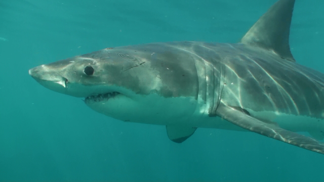 Decapitated great white shark highlights concerns at Mahia. We are appealing for information from the public after a protected great white shark was found decapitated on Mahia beach on Friday 15 March. Find out more here: bit.ly/3THWGM6