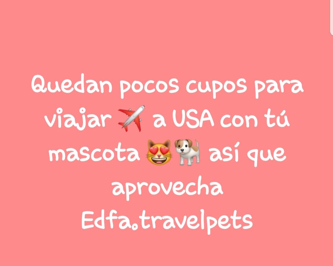 Edmarfasano's tweet photo. Quedan pocos cupos disponibles para viajar ✈️ a USA con tú peludito! Aprovecha y síguenos en Instagram @edfa.travelpets https://t.co/RgQtVJvVq4