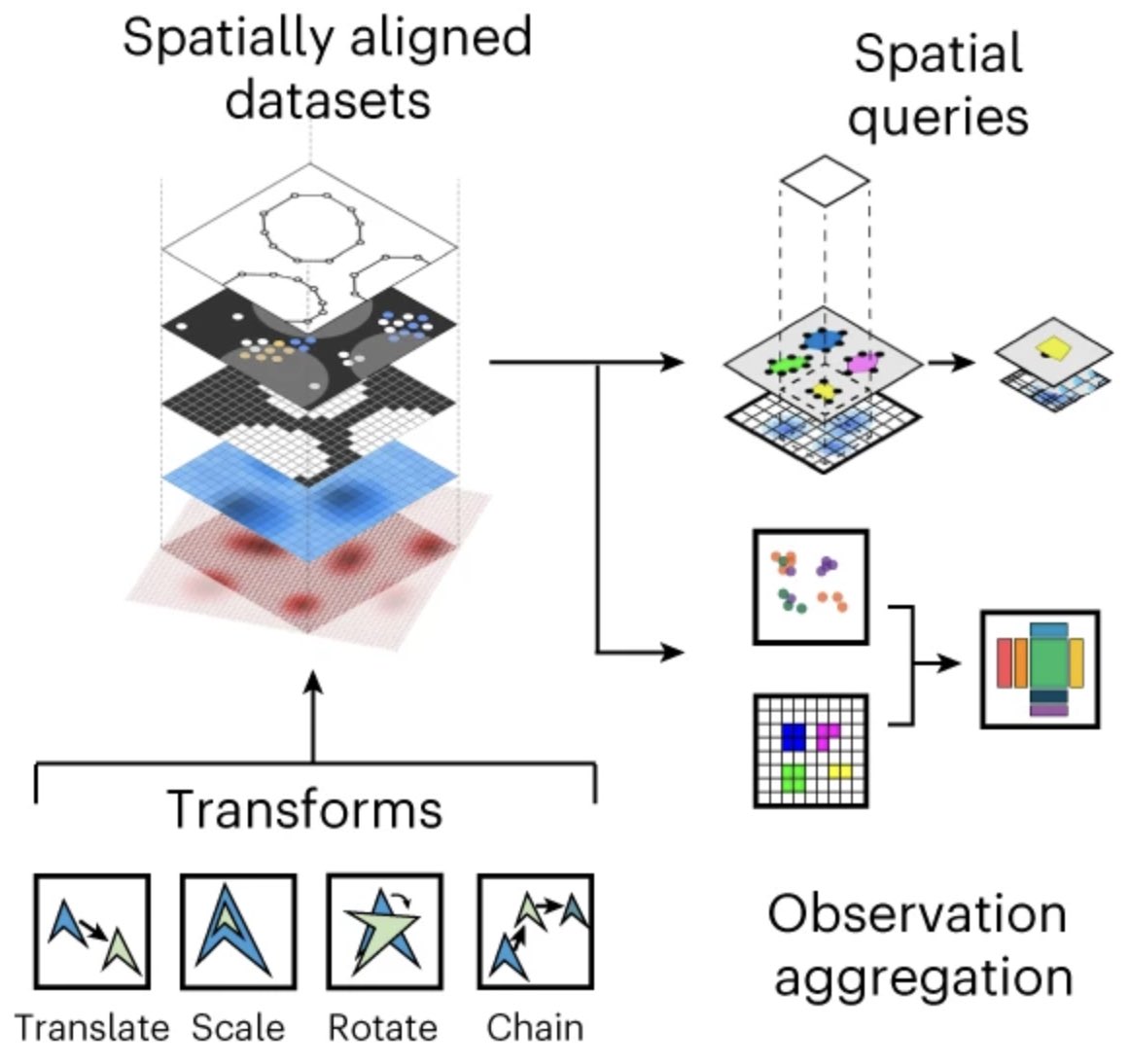 Excited that SpatialData is out @naturemethods! With @OliverStegle & @notjustmoore labs, we introduce & implement a dataframework & fileformat for multimodal spatial omics, based on the @openmicroscopy standard. Read at nature.com/articles/s4159… & try here spatialdata.scverse.org.