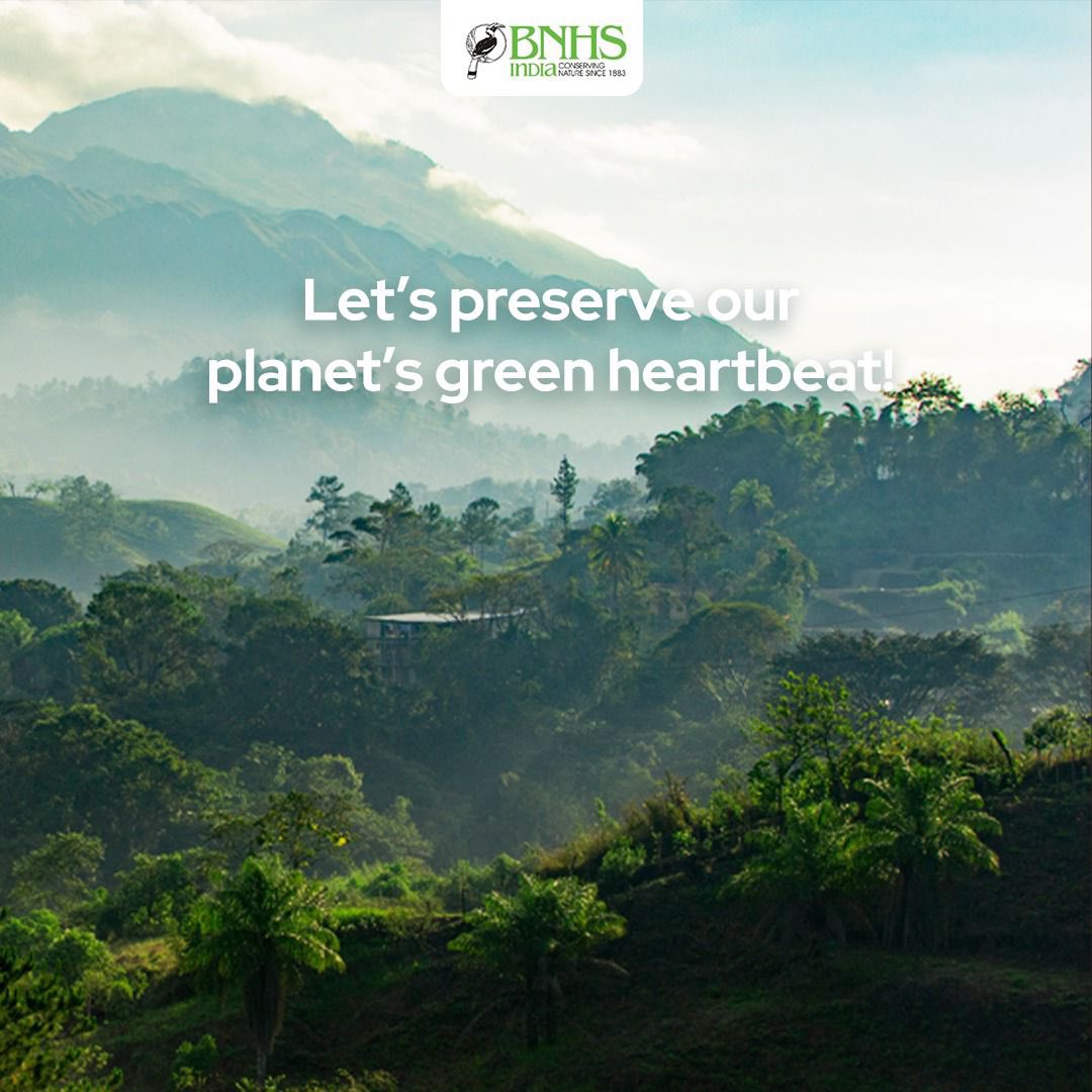 This International Forest Day, BNHS urges you to reflect on the invaluable gifts our forests provide and renew our commitment to their preservation.🌱 #ForestDay