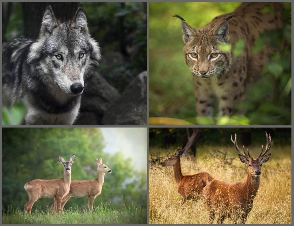 🐺🦌Scientific publication on the diet of wolves and lynxes in Slovenia - our contribution to #InternationalForestDay 🌳 ℹ️ The full article is available at the link: rb.gy/hrnbbj #molecularecology #universityofprimorska #famnit @BuzanElena @si_upr @StepChangeEU