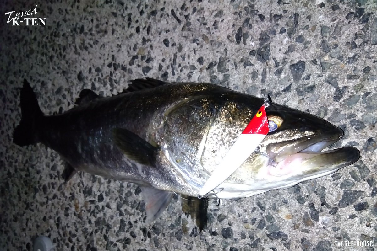 岩手人様より釣果写真とメッセージを頂いておりましたのでご紹介します。 https://t.co/Q2MWjGrtEt #タックルハウス  #tacklehouse #リップルポッパー #TKRP90 #シーバス #大阪湾