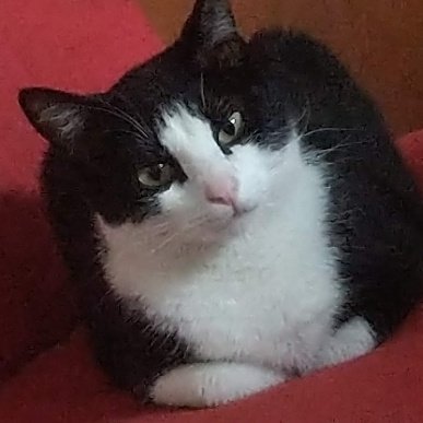 𓆰𓆪aleyandro_CAT𓆩 𓆪 tweet media