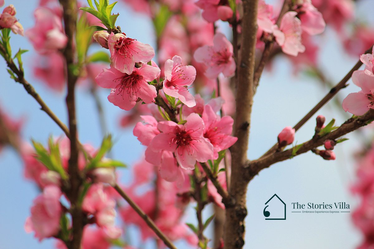StoriesVilla's tweet photo. आड़ू का फूल आ गया पहाड़ पर | उत्तम उत्तराखंड 
Embracing the morning with the gentle grace of cherry blossoms against a canvas of blue skies. 🌸☀️ Welcome the beauty of spring, where every bloom whispers tales of renewal and hope. 
This is the Wild Himalayan Cherry tree that grows very well in the Garhwal and Uttarakhand regions of North India. Its called Panniyan / Panyyan

#SpringAwakening #CherryBlossoms #CherryMagic #cherryseason #Uttarakhand #IncredibleIndia #DekhoIndia #DekhoApnaDesh #GoodMorningX