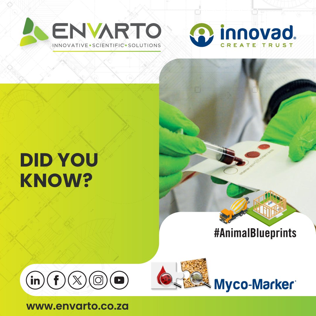 envarto's tweet image. Young animals are highly vulnerable to mycotoxin toxicity. Feed analysis may yield inaccurate results for their mycotoxin exposure. Opt for blood analysis for accurate detection. Test with Myco-Marker™ from @Innovadsa today!

#AnimalHealth #MycotoxinManagement #Biomonitoring