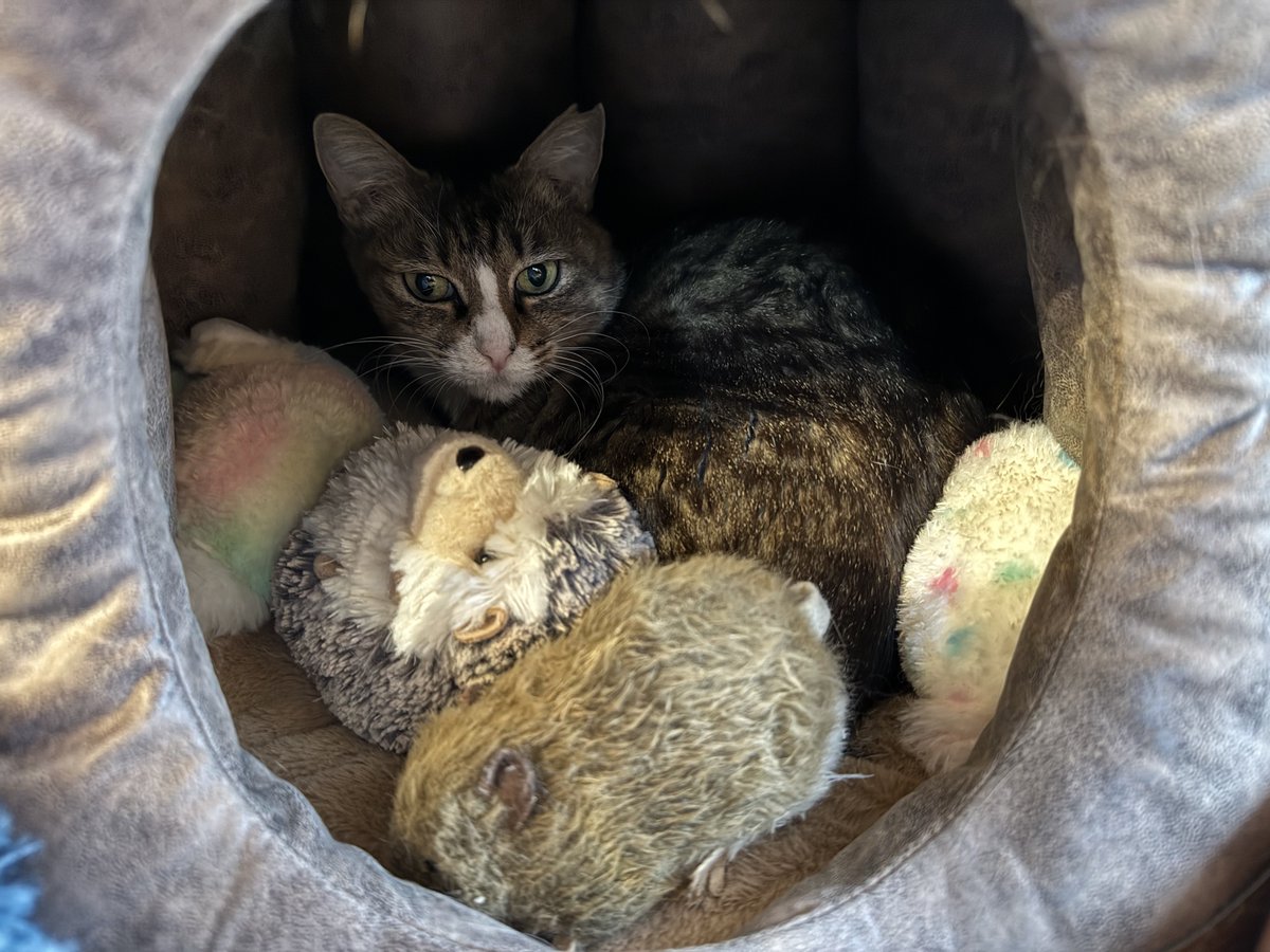 地震で結構揺れたあと部屋に転がっていたぬいぐるみたちが突然いなくなったからどこいったのかと思ったら、お母さん猫なだちゃんが猫ハウスにぬいぐるみたちをぎゅうぎゅうに避難させて寝てた。