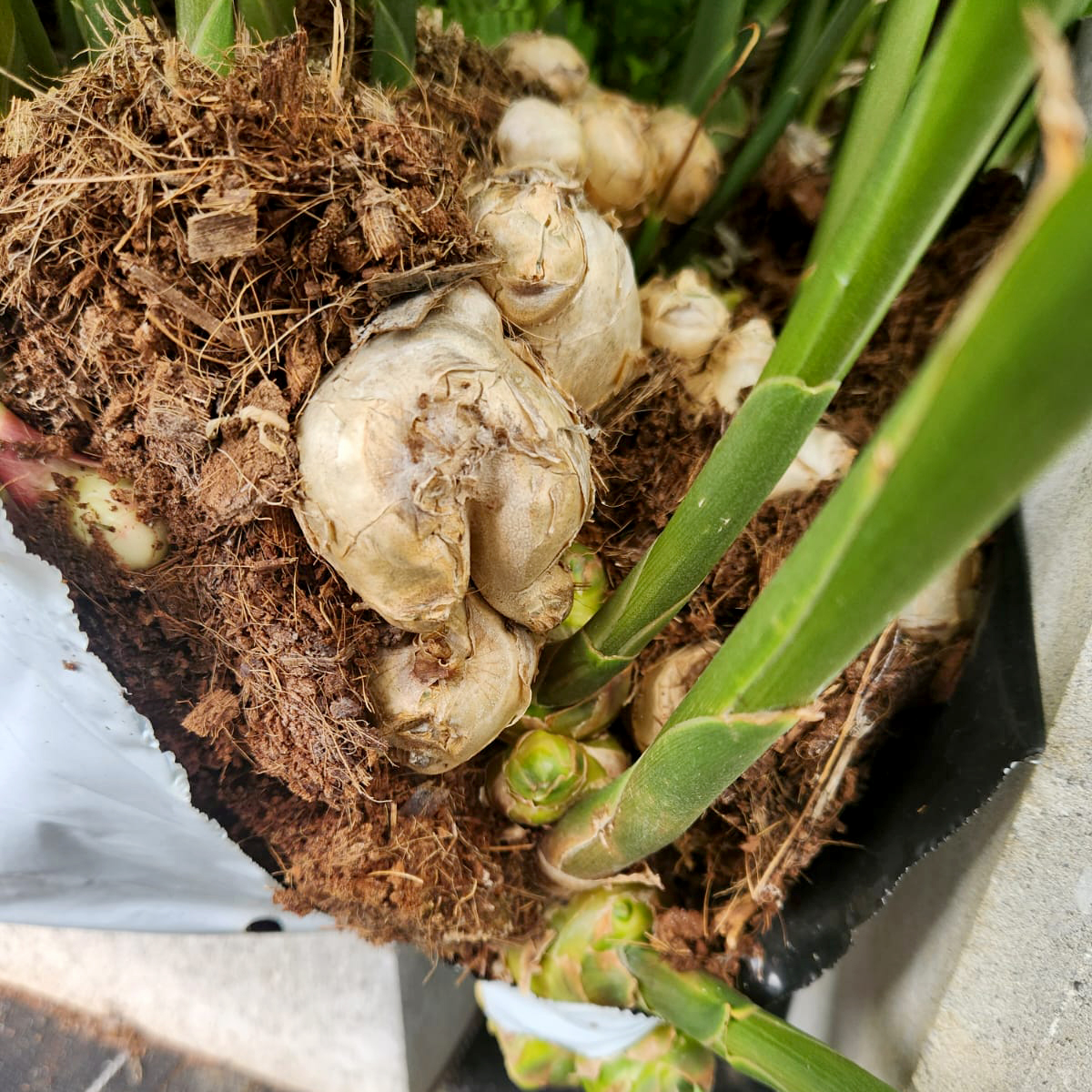 FernlandHort's tweet image. What fantastic colours! We were excited to see our 28L coir ginger grow bags in action!
For more information on our custom options, don't forget to ask for Zak Iqbal when contacting us. 1800 672 794

#Fernland #CustomBags #GingerColor #ProfessionalService #OnTheRoad #ZakIqbal