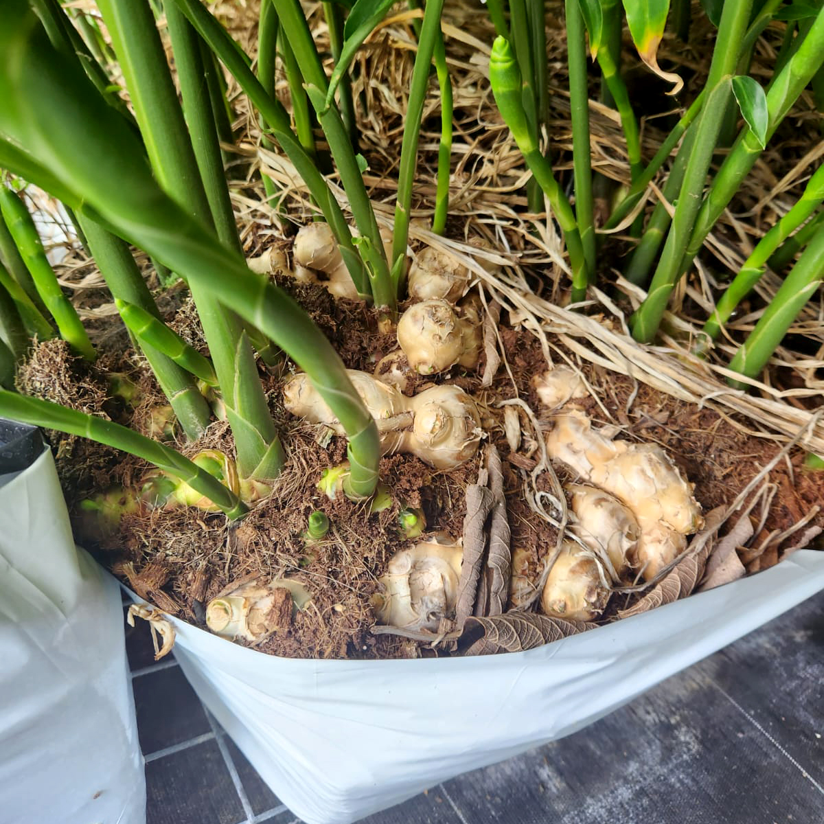 FernlandHort's tweet image. What fantastic colours! We were excited to see our 28L coir ginger grow bags in action!
For more information on our custom options, don't forget to ask for Zak Iqbal when contacting us. 1800 672 794

#Fernland #CustomBags #GingerColor #ProfessionalService #OnTheRoad #ZakIqbal