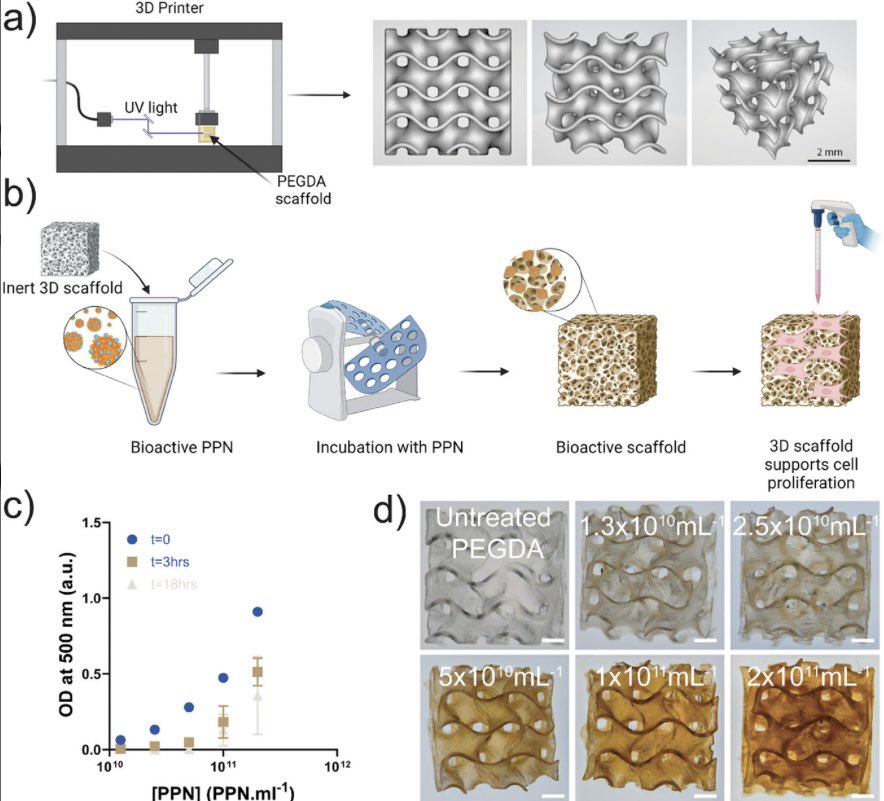 Khoon Lim (@khoonono) on Twitter photo New paper now out in Adv Mat! Great collaboration with <a href="/Santos_NanoTech/">Miguel Santos</a> <a href="/docswise/">Prof Steve Wise</a> <a href="/JelenaRnjak/">Jelena Rnjak-Kovačina</a> as always! Super simple way to biofunctionalise printed constructs 🤩🤩 <a href="/ASBTE1/">ASBTE</a> @AdvSciNews <a href="/ISBioFab/">Intl Soc Biofab</a> <a href="/CPC_usyd/">Charles Perkins Centre</a> <a href="/Sydney_Uni/">University of Sydney</a> <a href="/syd_health/">Sydney Health</a> New paper now out in Adv Mat! Great collaboration with <a href="/Santos_NanoTech/">Miguel Santos</a> <a href="/docswise/">Prof Steve Wise</a> <a href="/JelenaRnjak/">Jelena Rnjak-Kovačina</a> as always! Super simple way to biofunctionalise printed constructs 🤩🤩 <a href="/ASBTE1/">ASBTE</a> @AdvSciNews <a href="/ISBioFab/">Intl Soc Biofab</a> <a href="/CPC_usyd/">Charles Perkins Centre</a> <a href="/Sydney_Uni/">University of Sydney</a> <a href="/syd_health/">Sydney Health</a>