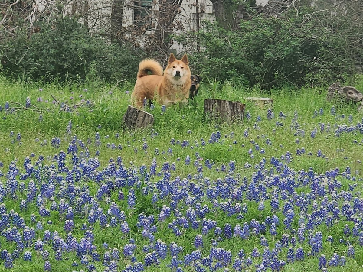 Yeah, so...bluebonnets 
#texashillcountry