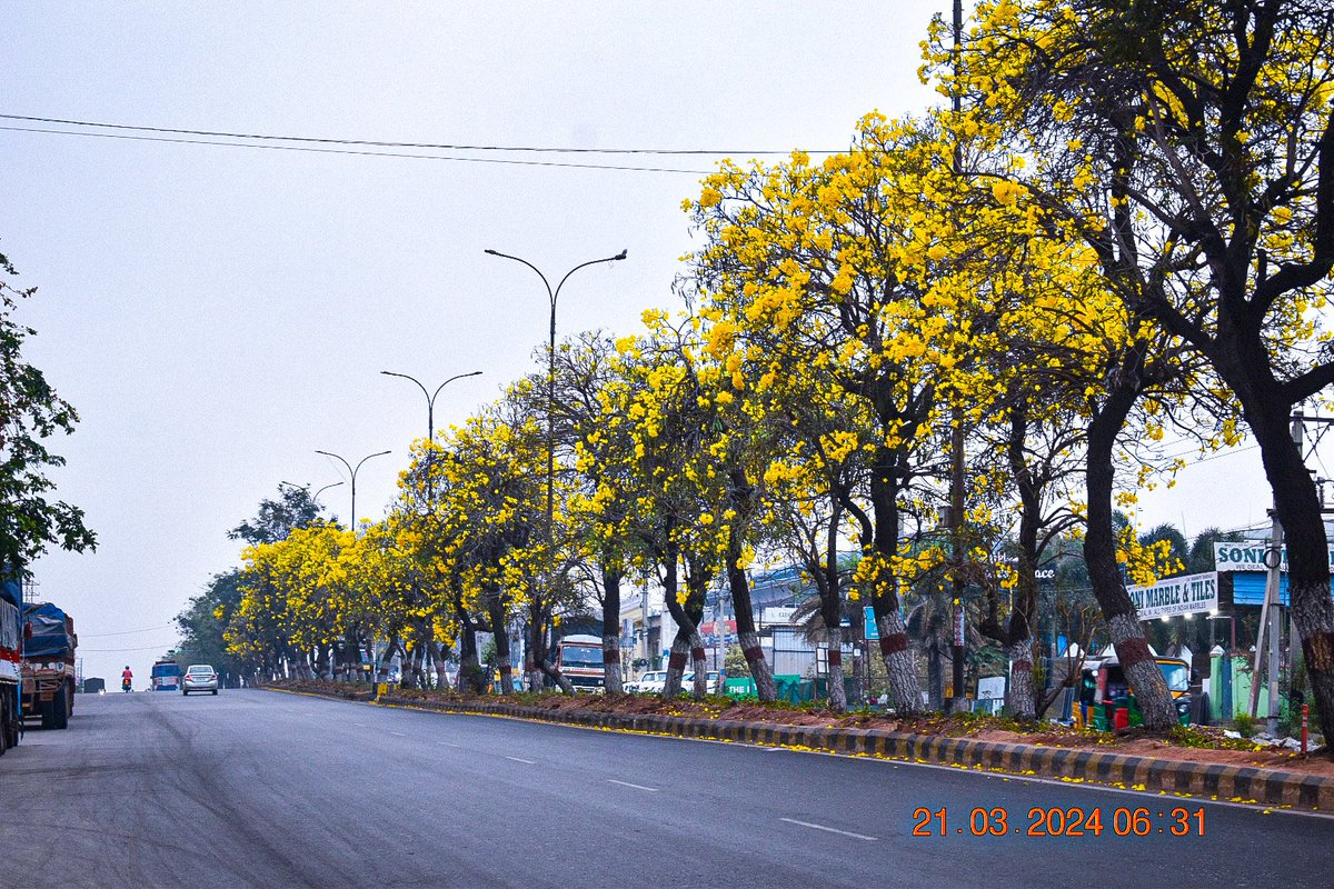 #HyderabadBlooms