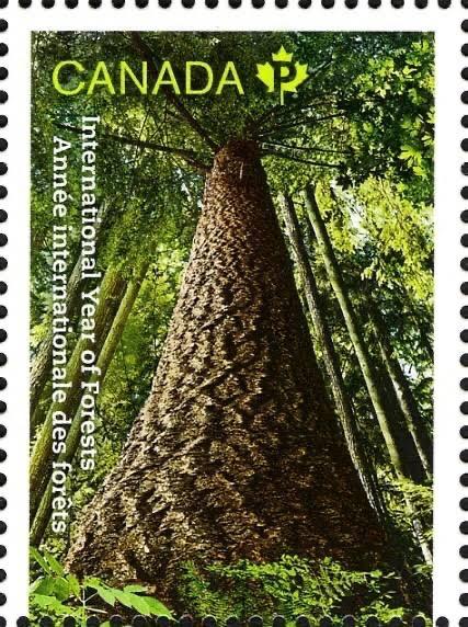 #InternationalDayofForests was established on the 21st day of March, Each year, various events celebrate and raise awareness of the importance of all types of forests, and #trees outside forests, for the benefit of current and #future
#ForestsDay #forest
C:Kohli 
#philately