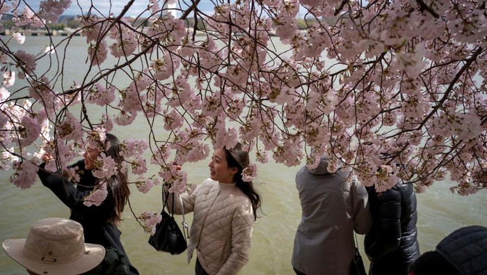 detikTravel's tweet photo. #Foto Setiap musim semi di Tidal Basin Washington, pohon Sakura akan bermekaran. Sayangnya ratusan pohon sakura ini akan ditebang untuk proyek peninggian tanggul.

Foto: REUTERS/Bonnie Cash

>> https://t.co/9BRcKjSNFc

#detiktravel #Sakura #musimsemi #washington https://t.co/LH2fGCQLxd