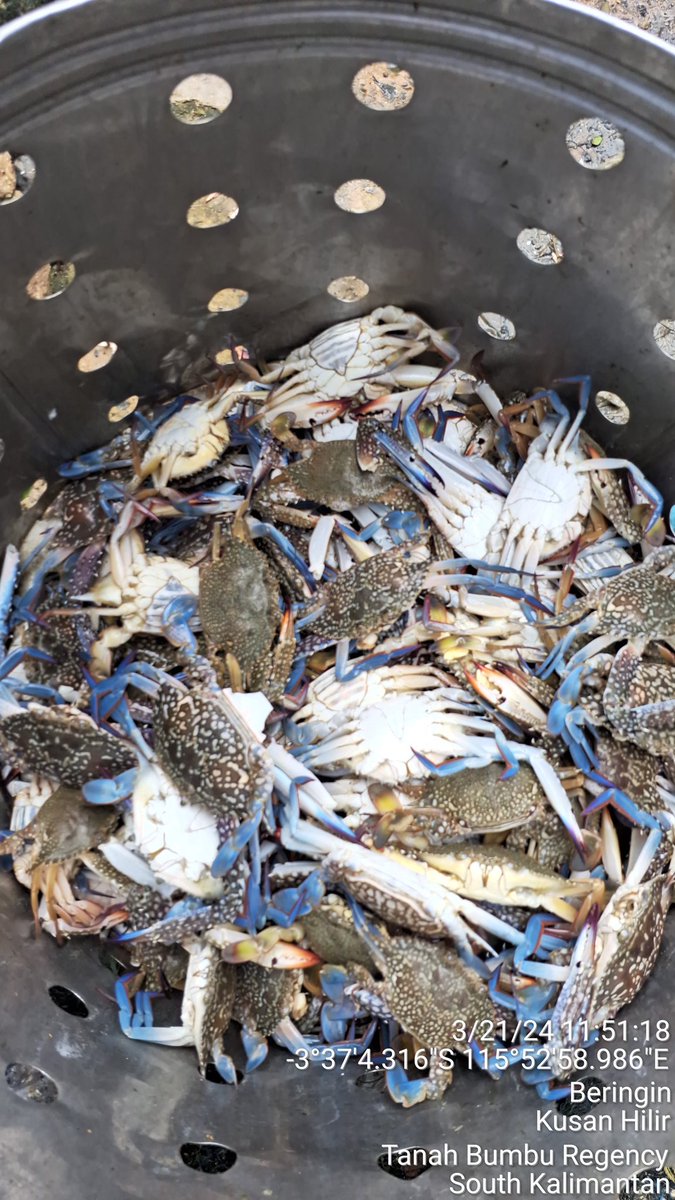 ekoprioraharjo's tweet photo. Kamis (21/03/2024)
Hasil tangkapan Kepiting Rajungan sebanyak 15 kg  oleh Bpk. Abd. Muis di KUB. PADAIDI BERINGIN Desa Beringin harga jual Rp 40.000/Kg  dgn  total pendapatan kotor 600.000
#GiatLuhkanSatminkalBWI 
#luhlapor 
#TanahBumbu 
@bppsdm_bp3bwi
@puslatluhkp 
@bppsdm_kp https://t.co/AqW1B868Ly