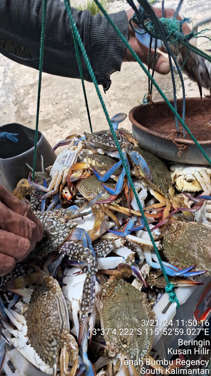 ekoprioraharjo's tweet photo. Kamis (21/03/2024)
Hasil tangkapan Kepiting Rajungan sebanyak 15 kg  oleh Bpk. Abd. Muis di KUB. PADAIDI BERINGIN Desa Beringin harga jual Rp 40.000/Kg  dgn  total pendapatan kotor 600.000
#GiatLuhkanSatminkalBWI 
#luhlapor 
#TanahBumbu 
@bppsdm_bp3bwi
@puslatluhkp 
@bppsdm_kp https://t.co/AqW1B868Ly