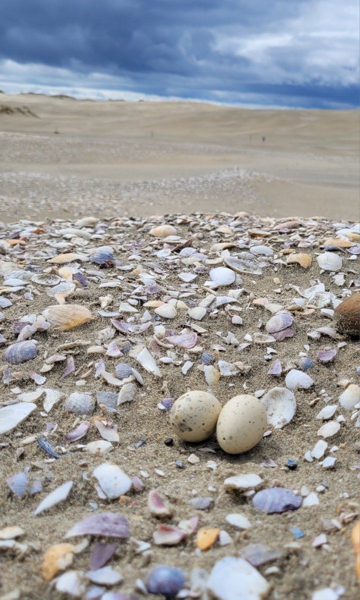 Along with our partners we have achieved a breakthrough in endangered species conservation using 3D printed replica eggs to safeguard the nests of the critically endangered fairy tern/tara iti this summer breeding season. Read more: bit.ly/494Vhnj