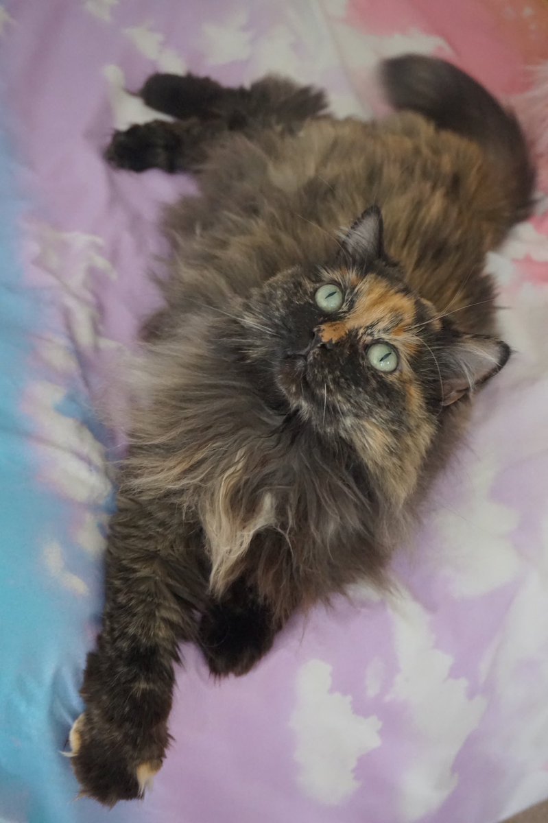ClaireMax's tweet photo. My darling Marla is the prettiest of cats. Look how perfect and beautiful. She has done nothing wrong in her life, ever https://t.co/vpogaeHLPw