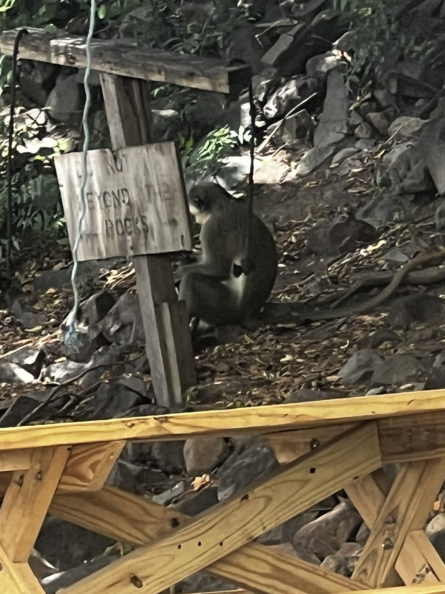 Lunch with a monkey on St Kitts. #JimRome #LunchWithMonkey @jimrome