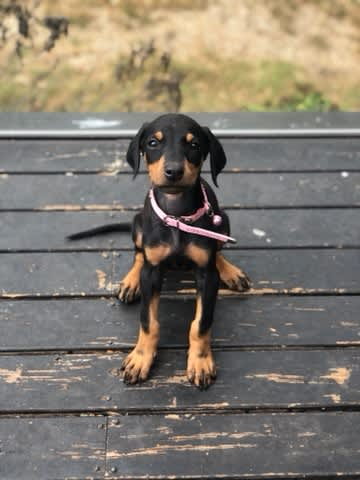 hey guys my friend dylan wants to buy a dog.

if you guys have some spare chump change to donate  for this cute doberman this is the solami address instead of donating your money to $smole

AvqeopKYXQUHyfPkDSSj8FS9v7w9Wr6tvMxCfJYyDbhH