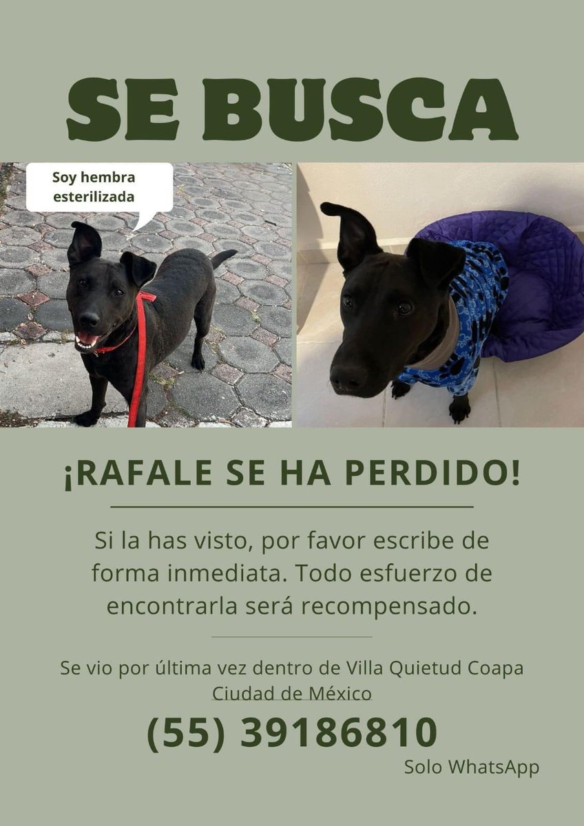 Proyecto Nenuki tweet media