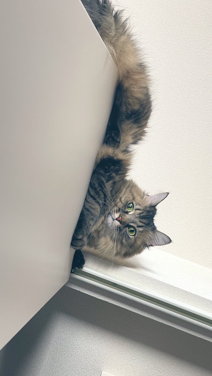 クローゼット内を整理してる飼い主の背中を踏み台に扉に登るロキ様