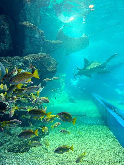 水族館なう〜!めちゃ綺麗すごい 