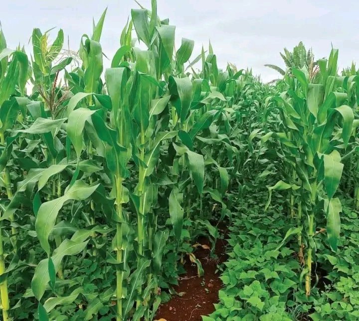 Successful maize-legume intercropping depends on factors like crop choice, planting density, and timing. By combining maize with legumes, farmers can achieve higher yields, improve resource utilization, and promote sustainable agriculture.