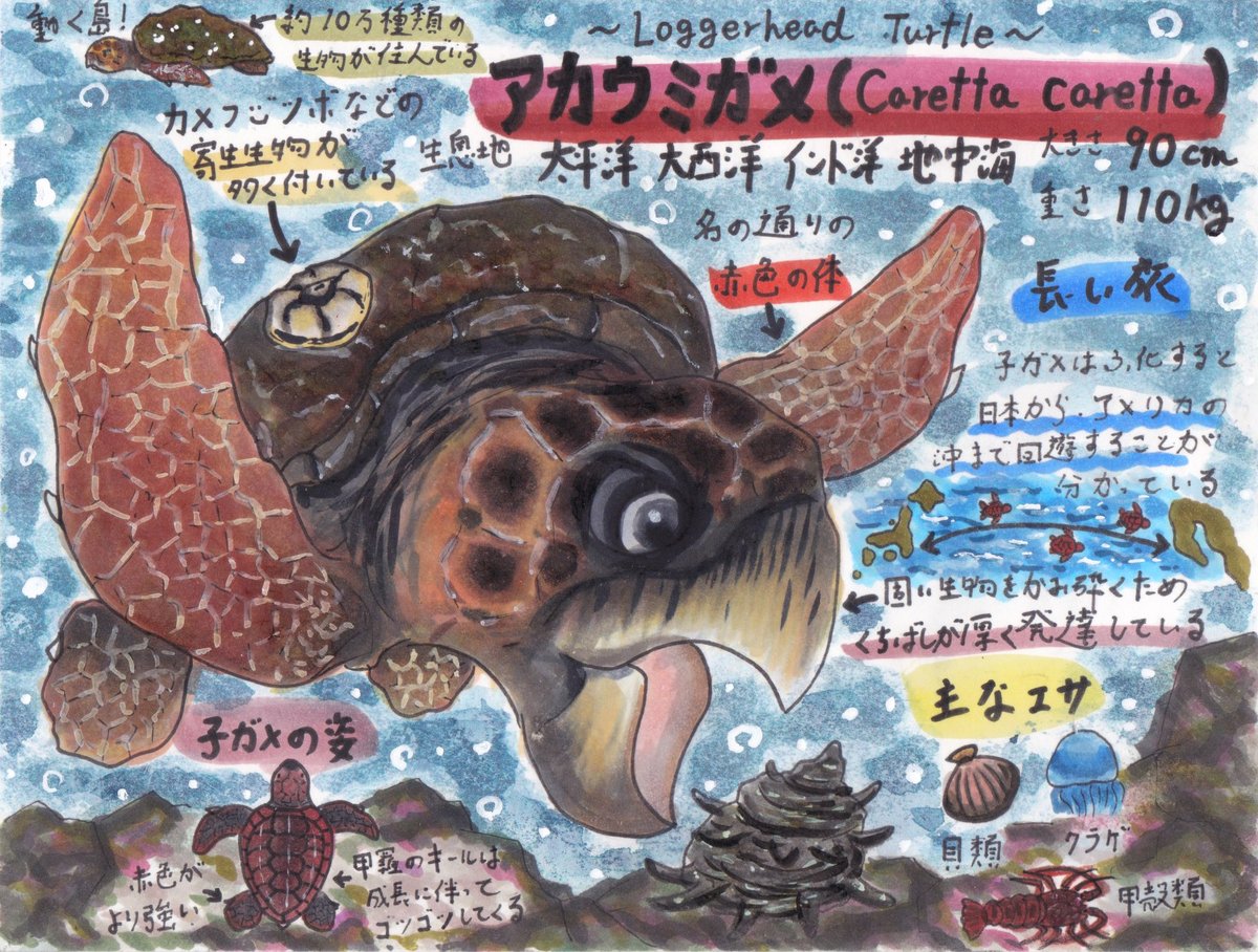 アカウミガメについて
体の特徴や生態をまとめて描いてみました。緋色の体に、どデカくゴツい頭と顎の持ち主です。
#ウミガメ #カメ #海洋生物