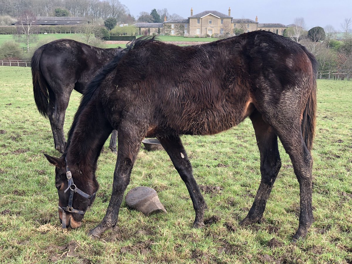 Quick snaps heading out to owners today and tomorrow for a quick progress report….they are all looking superb, we have mud and they love to lob their feed all over the floor 🤷🏻‍♀️ this is a really lovely filly by @ChapelStud planteur 💪