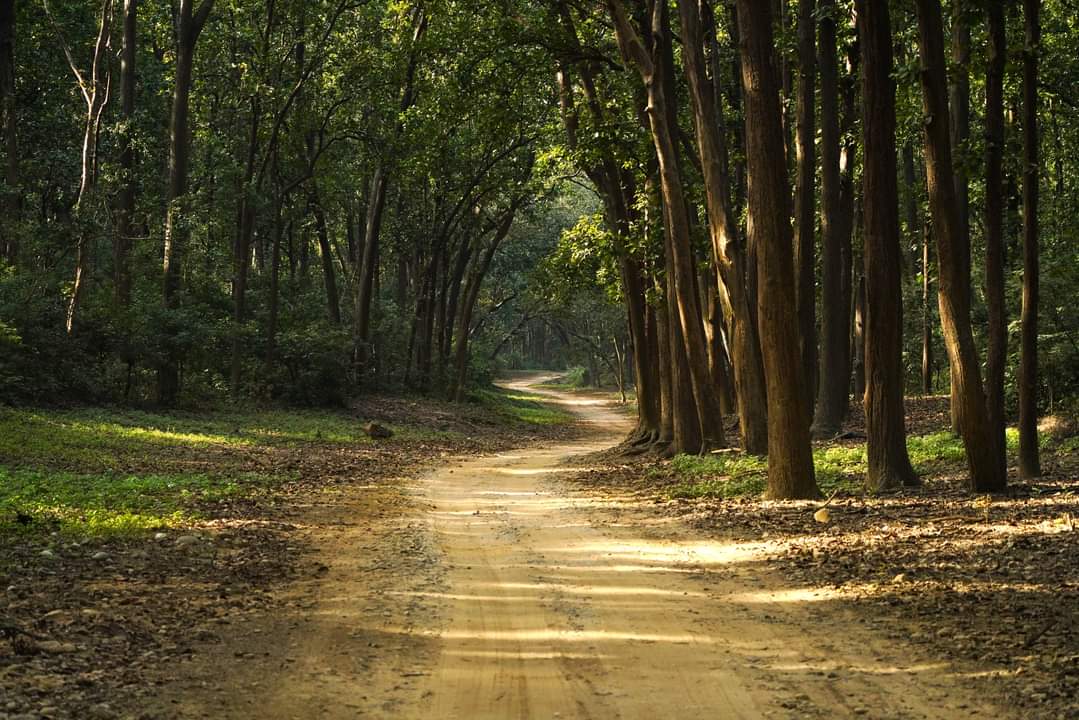 Forests are key to fighting climate change. This #WorldForestryDay, the theme is 'Forests and Innovation.' Plant a tree, volunteer or learn how to support forest conservation. Every effort helps! Let's explore new ways to protect and restore our forests! 🌳 
#ClimateAction…