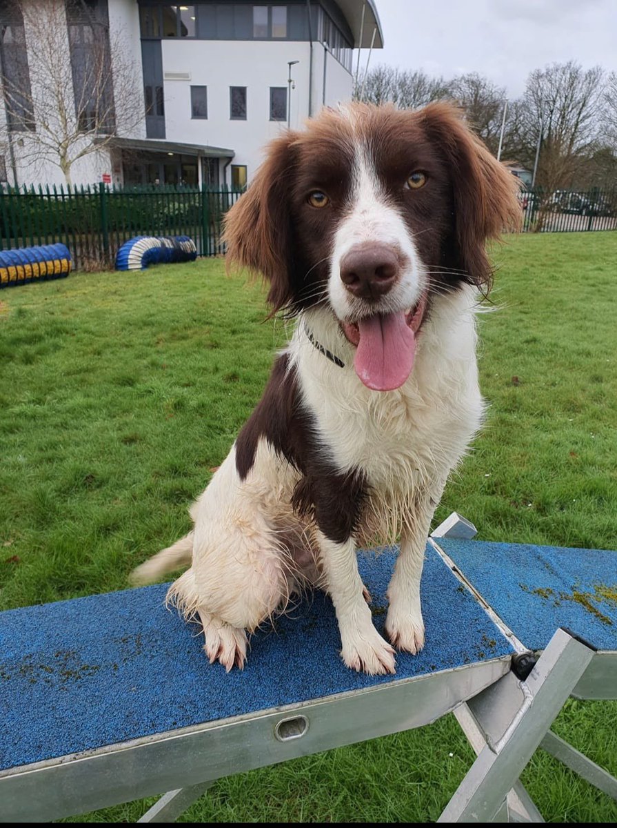 This week TPD Oakley became PD Oakley after completing his 10 weeks specialist course down in @DC_Police, congratulations to both him and his handler. Oakley’s previous owner recognised that he needed more than the family home and reached out to us to see if we could assist 🐾