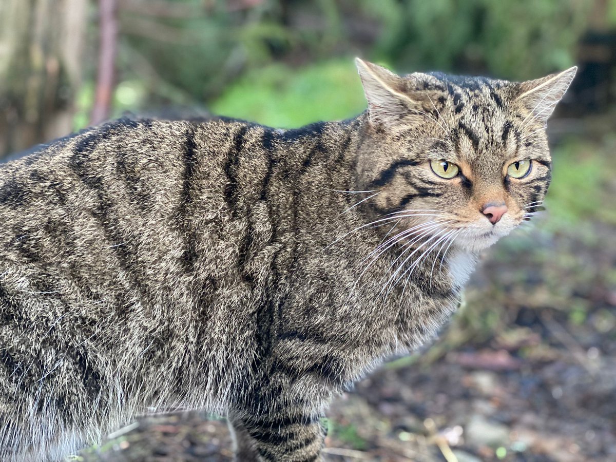 Fruin is a gorgeous wildcat and we hope male wildcat Mallachie agrees! The two are paired together this breeding season with the hope they produce kittens. Sponsor Fruin for just £5 a month to find out exclusive news about her ➡ savingwildcats.org.uk/sponsor