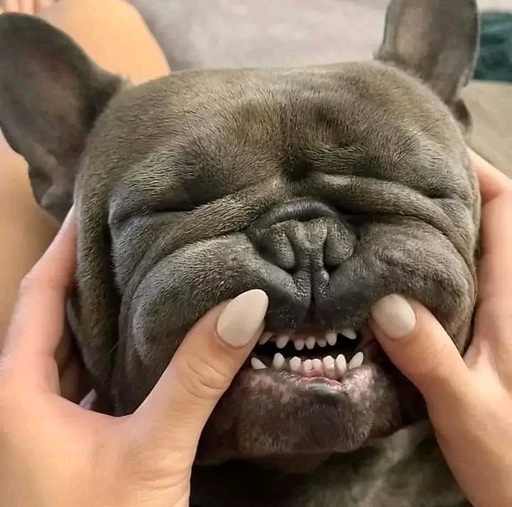 omg so funny 😆 #Frenchie #frenchielover