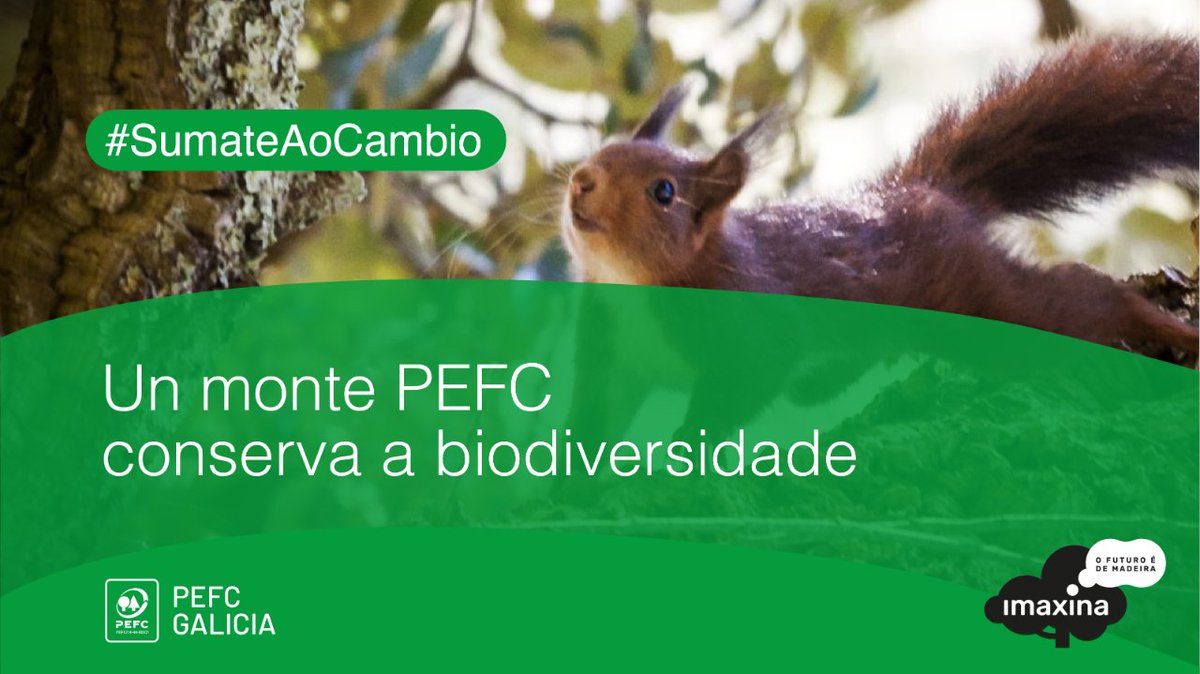 GaliciaPefc's tweet photo. A certificación PEFC non só se preocupa pola produtividade do monte, senón tamén pola súa biodiversidade. Os estándares establecidos por PEFC inclúen medidas específicas para protexer e fomentar a diversidade de especies que habitan no bosque. Imaxe cedida por: B.Feal 🧵 https://t.co/KBSU2xcJ1G