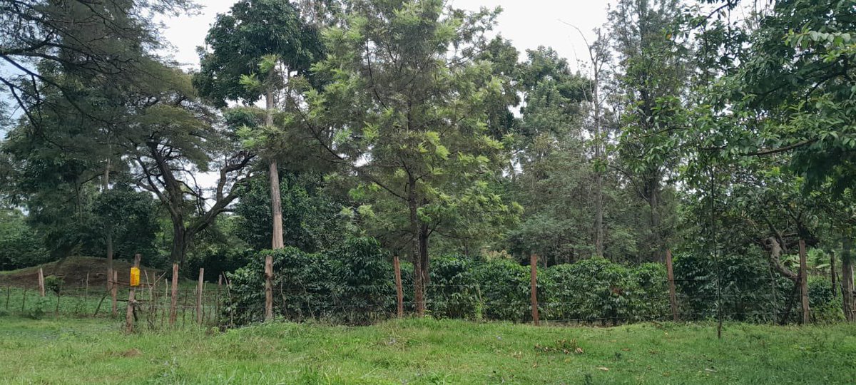 On #InternationalDayofForests, we're celebrating the successes of 🇬🇧funded <a href="/P4Forests/">Partnerships for Forests</a> &amp; our partnership w/ <a href="/PalladiumImpact/">Palladium</a> that has enabled:

🌳🌳sustainable forest management

🌳🌳reduced demand for wood fuel &amp;

🌳 🌳Engaged young people in Nyeri County in coffee production