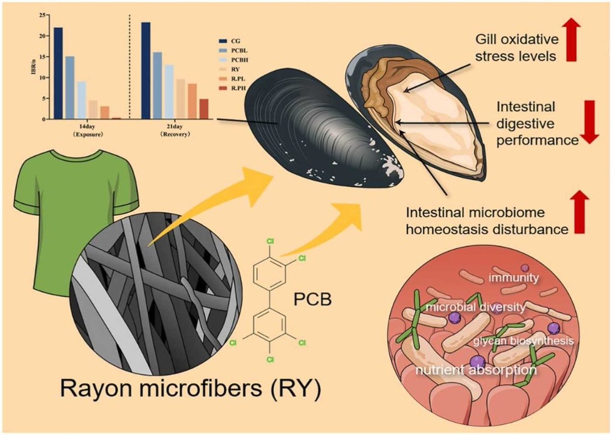 Our new study finds: Semi-synthetic Rayon microfibers, may be not considered traditional #microplastics, pose risks in marine micropollution due to their toxicity in mussels and interaction with POPs like PCBs. 🌊🪡 doi.org/10.1016/j.jhaz… @NATsdu @Biology_SDU @DFF_raad