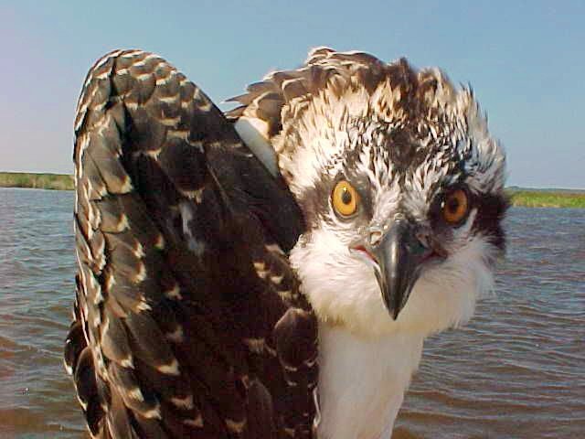 Let's face it, there is always something stunning and beautiful about animals and that's especially the case when they 'selfie' themselves like this impressing Osprey at the National Wildlife Refuge in Virginia. This guy knows how to frame a shot!
#veganproud