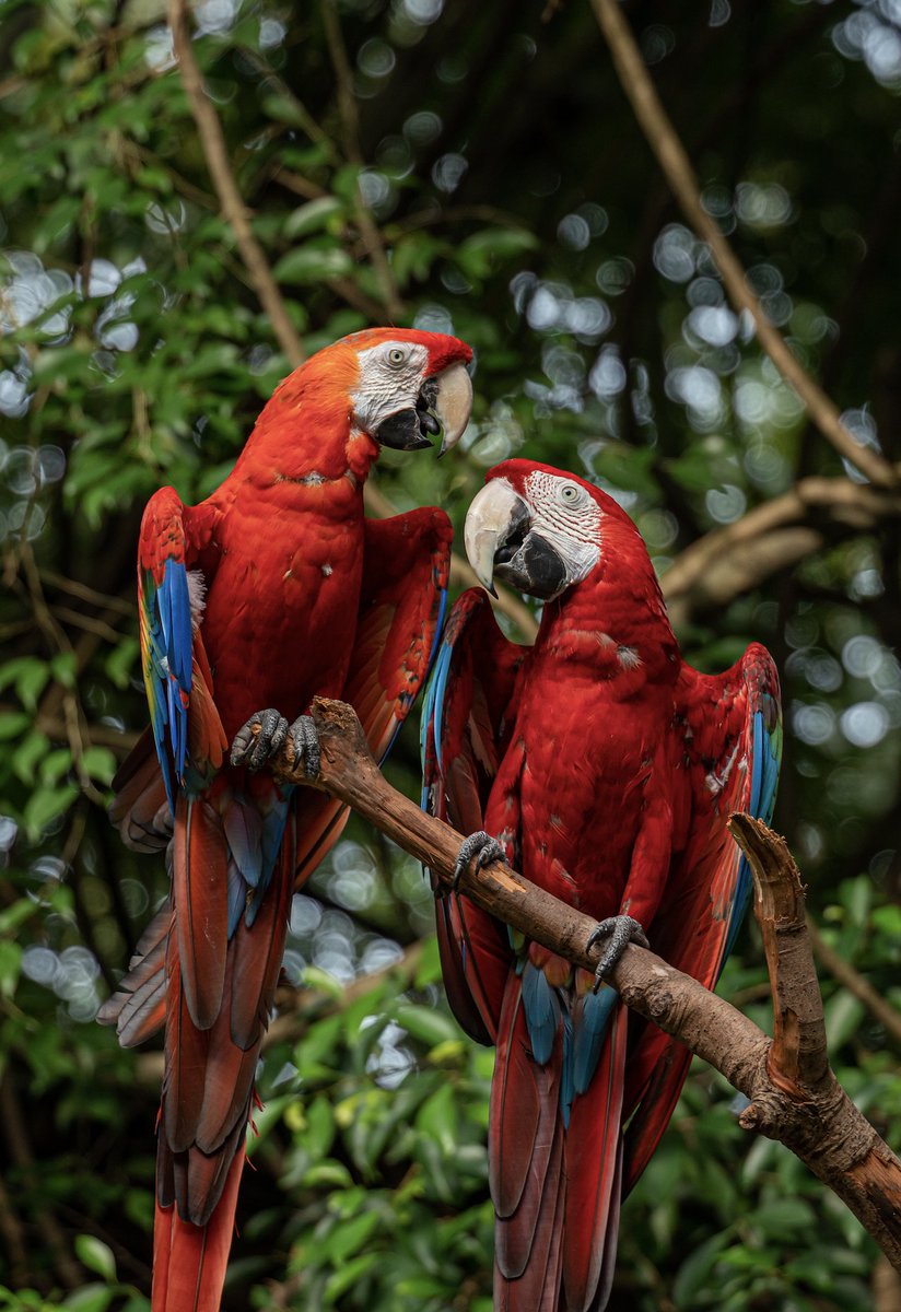 Parrots, renowned for their intelligence and lively nature, bear resemblances to toddlers and can thrive with cognitive stimulation. While some pet owners resort to children's mobile apps to engage their parrots, these may not align with the birds' distinct needs. Scientists have…