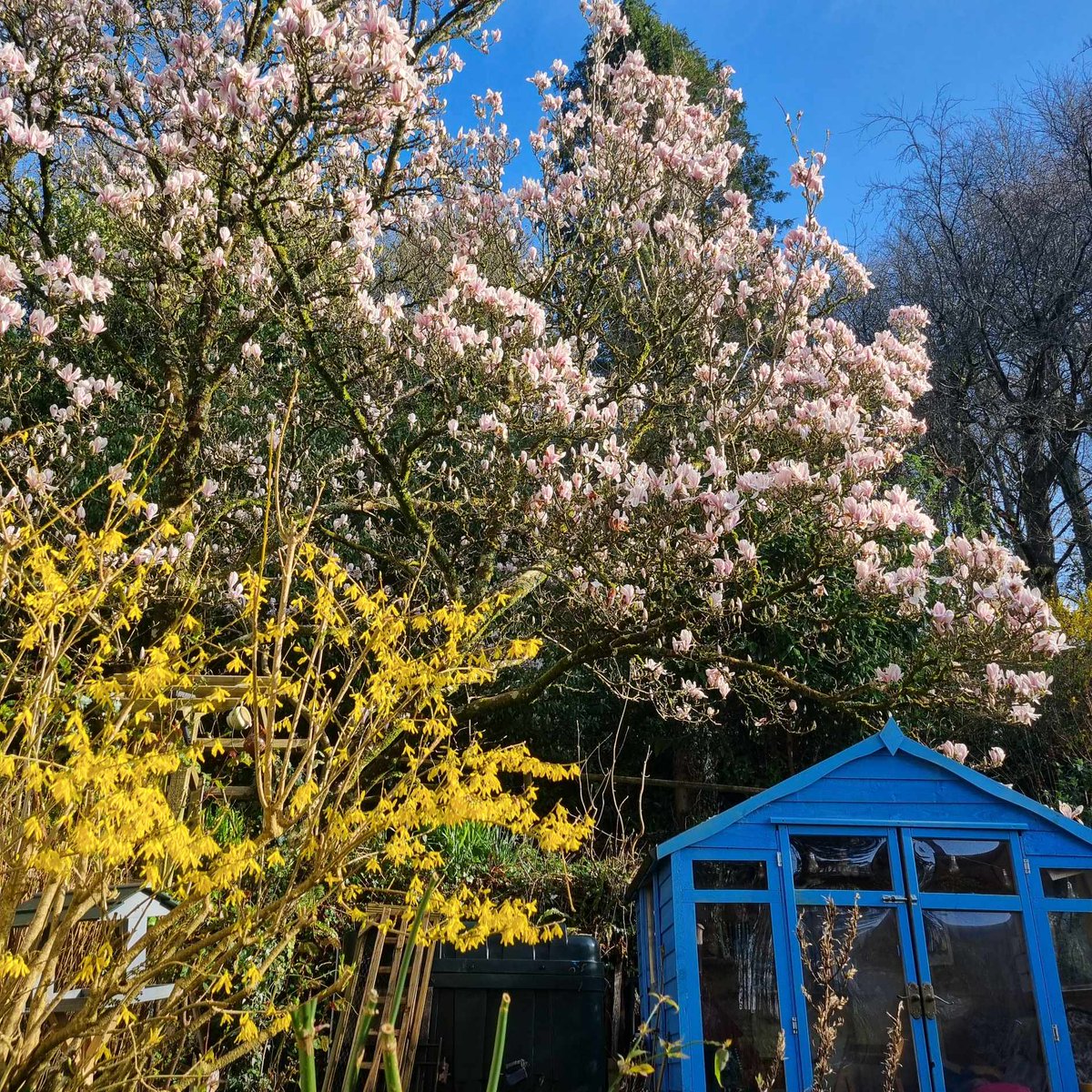 Spring has arrived in full force in the garden and it has been absolutely worth the wait.