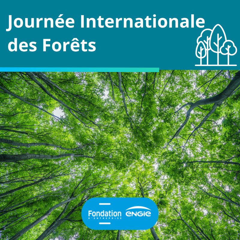 FondationEngie's tweet photo. 🌳Journée Internationale des #forêts
Objectif : Sensibiliser le public à l’importance des forêts et des arbres pour notre écosystème.
Préserver, sensibiliser : découvrez les engagements de la Fondation @ENGIEgroup avec la @fond_patrimoine à Anglet et le #SMAPP dans le @valdoise
