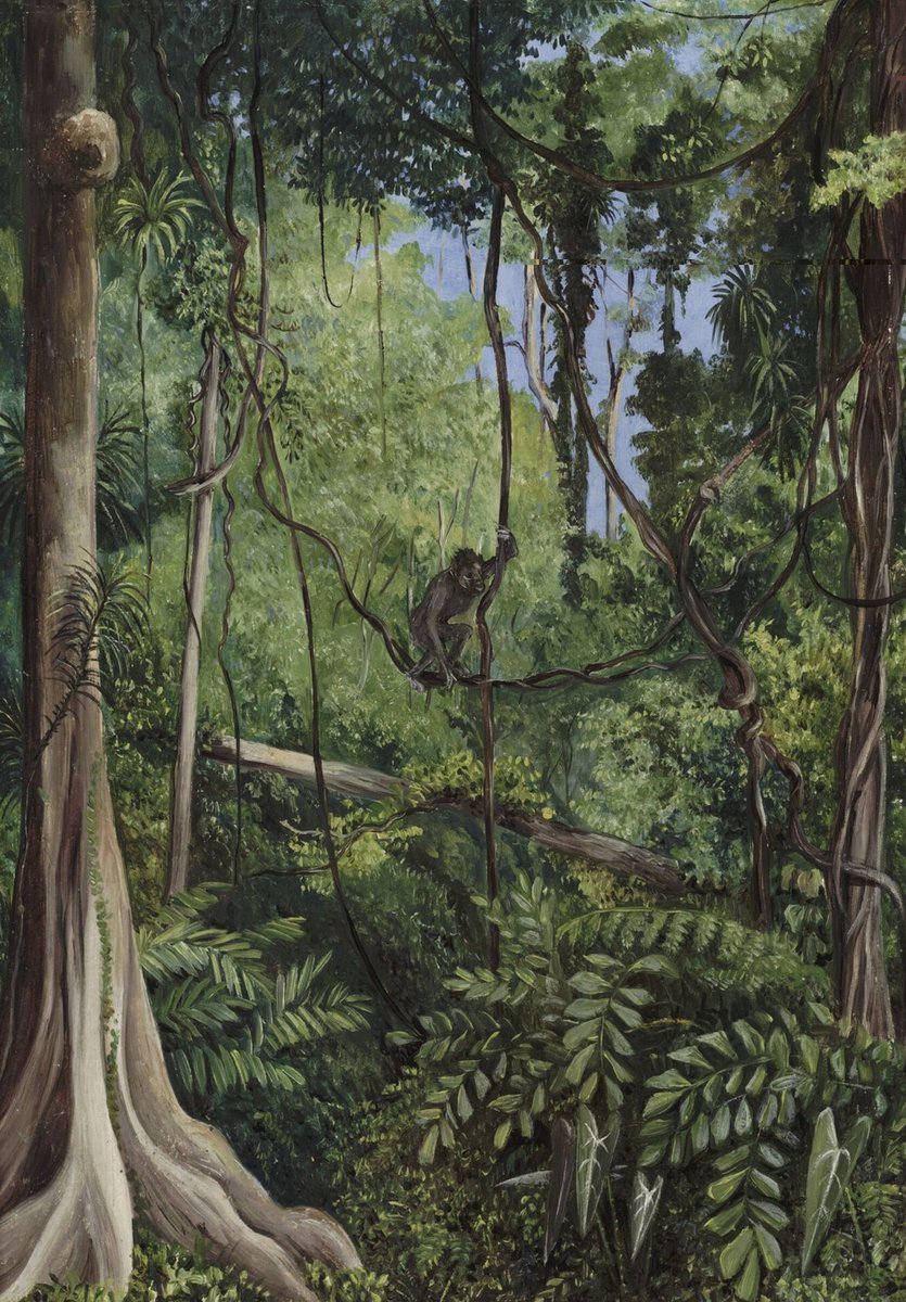 Today is #WorldForestryDay! This picture depicts a lush forest in Borneo, painted by Marianne North in 1876. Amidst the ongoing threat of deforestation, with 10 million hectares lost annually, it is likely this landscape has changed drastically since this painting was completed.