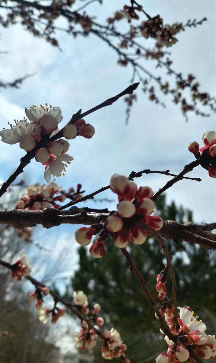 sbl_gndz's tweet photo. Nevruz Bayramı, huzur sağlık, bereket getirsin.🍀🌸🌼
#nevruzbayramı https://t.co/qrgvbg0wBM