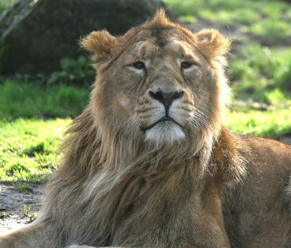 Diergaarde Blijdorp heeft het populatiemanagement programma van de ernstig bedreigde Aziatische leeuw overgenomen van Aalborg Zoo in Denemarken. Blijdorp gaat voorop in de strijd om de soort voor uitsterven te behoeden. Lees het hele verhaal op: eu1.hubs.ly/H08cZK40