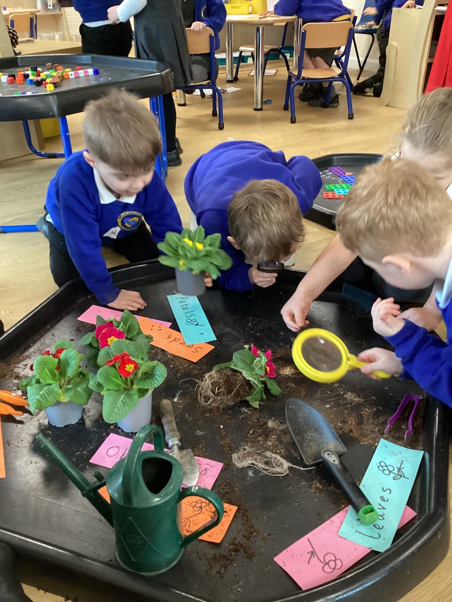 In science week our Reception children (Droplets) spent time to dissect plants and learnt the names of parts of the plant.