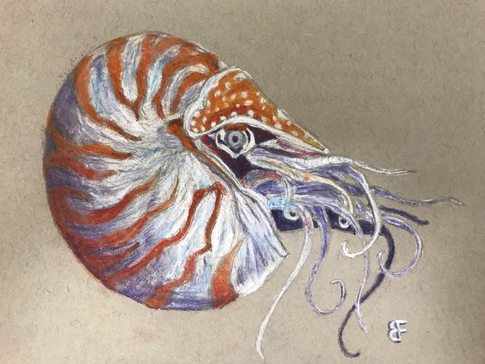 New #SciArt profile: Brent Foster Apart from #ScienceWriting, one of #theNodeCorrespondents @_brentmfoster @Whitney_Lab also enjoys drawing and painting, and often takes inspiration from the marine invertebrates he works with: 🎨thenode.biologists.com/sciart-profile…