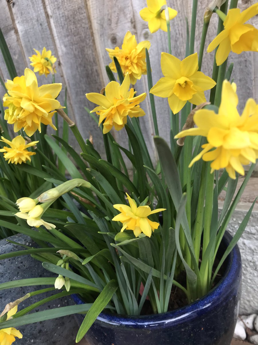 LouDay100's tweet photo. The sun is shining ☀️💕☀️ #Spring2024 #SpringEquinox https://t.co/D1HvXXeN1o